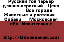 Русский той-терьер длинношерстный › Цена ­ 7 000 - Все города Животные и растения » Собаки   . Московская обл.,Ивантеевка г.